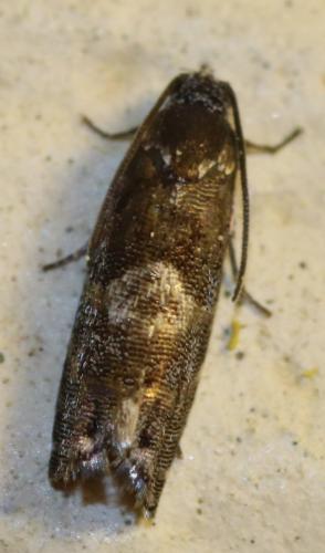 Pammene splendidulana